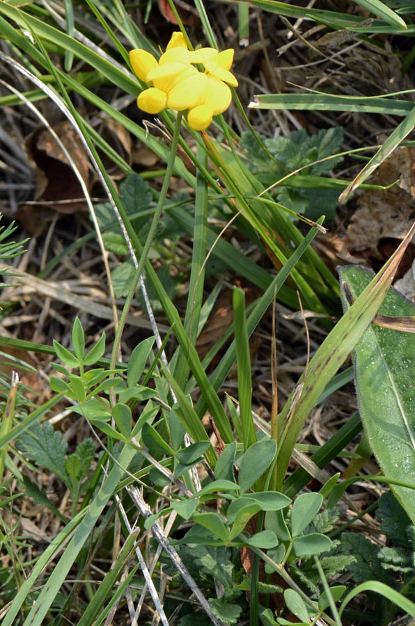 Come si chiama? - Lotus sp